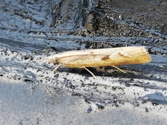 Agriphila trabeatellus