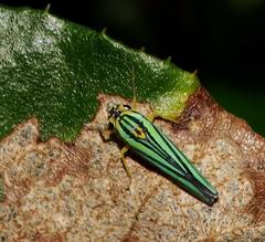 Poecilocarda cosmopolita