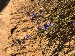 Comesperma scoparium