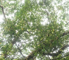 Dysoxylum parasiticum