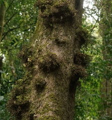 Dysoxylum parasiticum