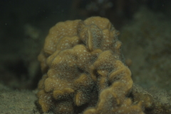 Pavona frondifera image