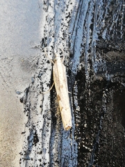 Agriphila trabeatellus