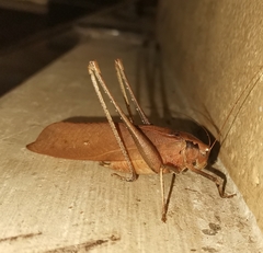Mecopodinae