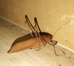 Mecopodinae