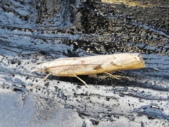 Agriphila trabeatellus
