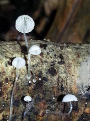 Mycena clavularis