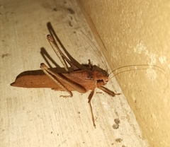Mecopodinae
