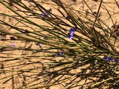 Comesperma scoparium