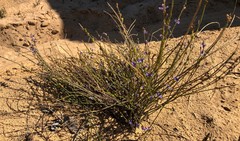 Comesperma scoparium
