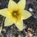 Romulea flava - Photo (c) Derek Silberblatt, osa oikeuksista pidätetään (CC BY-NC), lähettänyt Derek Silberblatt