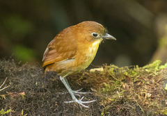 Grallaria flavotincta