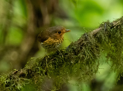 Grallaricula flavirostris