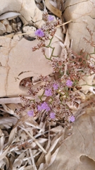 Limonium cancellatum