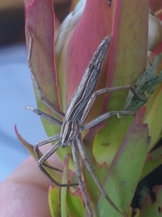 Chiasmopes namaquensis