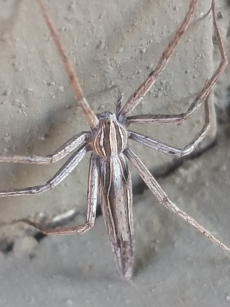 Chiasmopes namaquensis