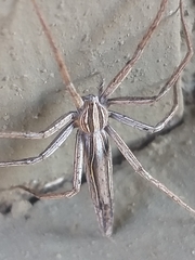 Chiasmopes namaquensis