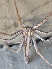 Chiasmopes namaquensis