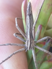 Chiasmopes namaquensis