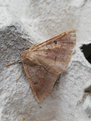 Crocallis dardoinaria
