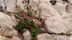 Limonium cancellatum