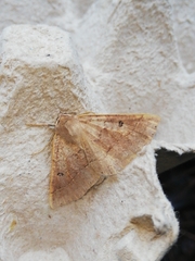 Crocallis dardoinaria