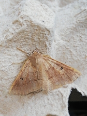 Crocallis dardoinaria