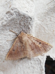 Crocallis dardoinaria