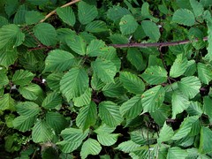 Rubus nemoralis