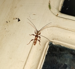 Ceresium gracile