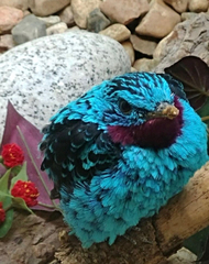Cotinga