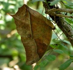 Charaxes varanes varanes