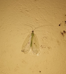 Apochrysa evanida