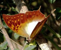 Charaxes varanes varanes