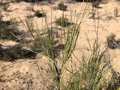 Grevillea pterosperma