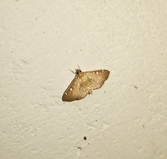 Protonoceras capitalis