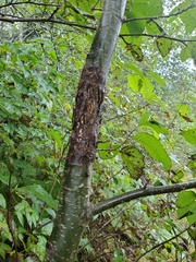 Didymosphaeria oregonensis