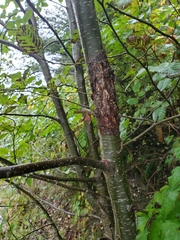 Didymosphaeria oregonensis