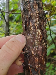 Didymosphaeria oregonensis