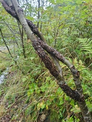 Didymosphaeria oregonensis