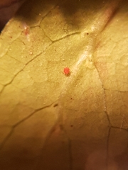 Tetranychus cinnabarinus