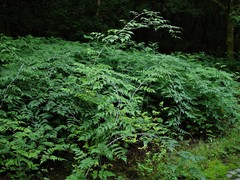 Rubus cockburnianus