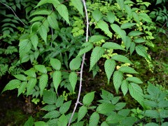Rubus cockburnianus