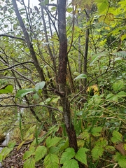 Didymosphaeria oregonensis