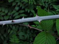 Rubus cockburnianus