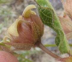 Pachycarpus dealbatus