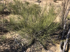Grevillea pterosperma