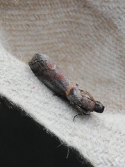Acrobasis sodalella