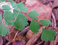 Adiantum raddianum