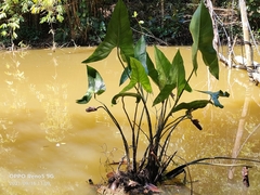 Cyrtosperma merkusii